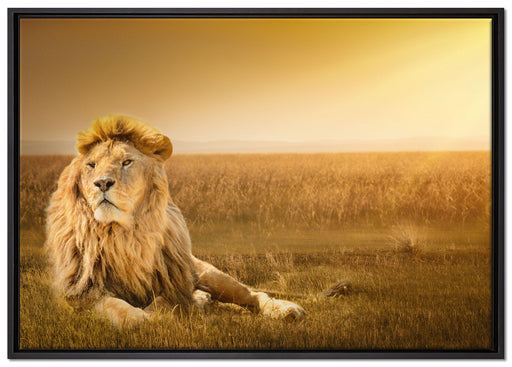 Majestätischer Löwe auf Leinwandbild gerahmt Größe 100x70