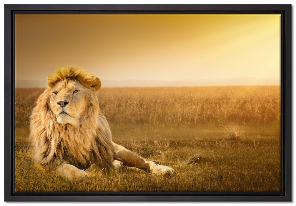 Majestätischer Löwe auf Leinwandbild gerahmt Größe 60x40