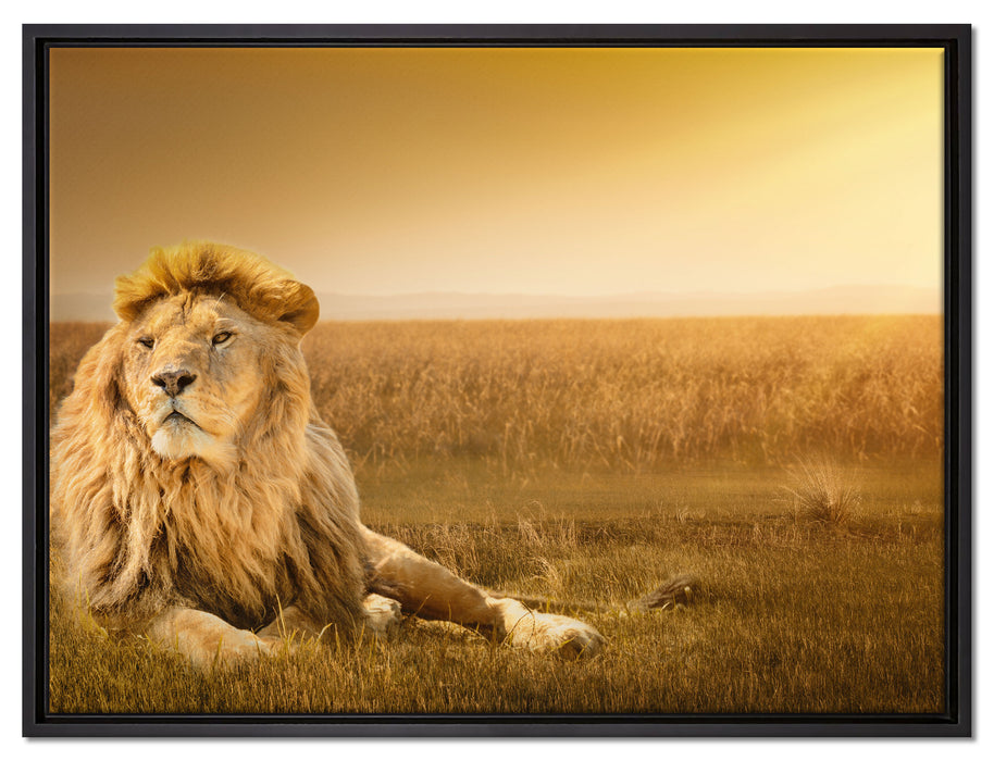 Majestätischer Löwe auf Leinwandbild gerahmt Größe 80x60