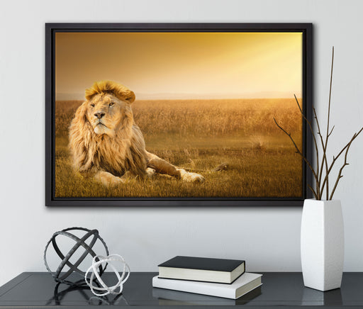 Majestätischer Löwe auf Leinwandbild gerahmt mit Kirschblüten