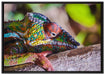 Chamäleon aus Madagaskar auf Leinwandbild gerahmt Größe 100x70