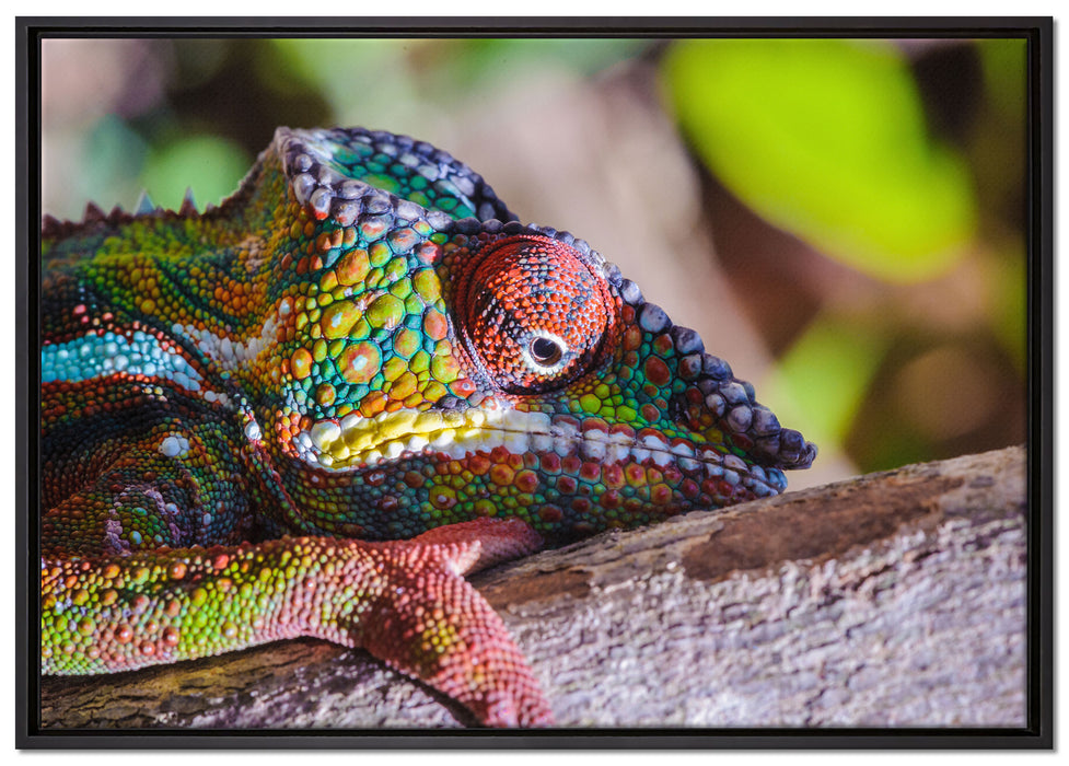 Chamäleon aus Madagaskar auf Leinwandbild gerahmt Größe 100x70