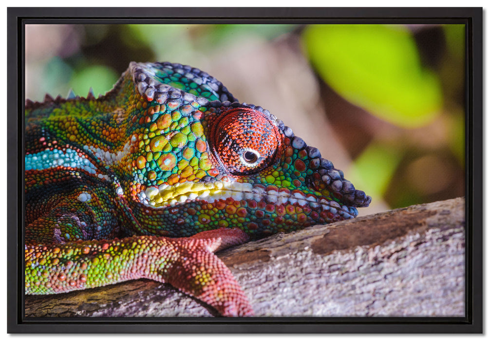 Chamäleon aus Madagaskar auf Leinwandbild gerahmt Größe 60x40