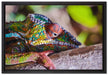 Chamäleon aus Madagaskar auf Leinwandbild gerahmt Größe 60x40