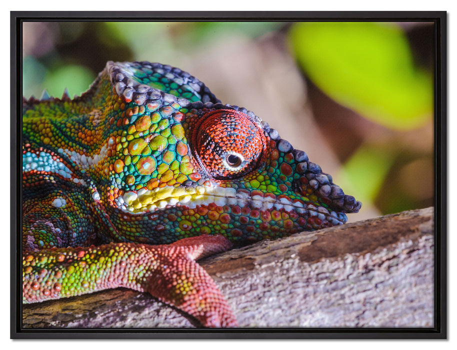 Chamäleon aus Madagaskar auf Leinwandbild gerahmt Größe 80x60