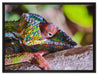 Chamäleon aus Madagaskar auf Leinwandbild gerahmt Größe 80x60
