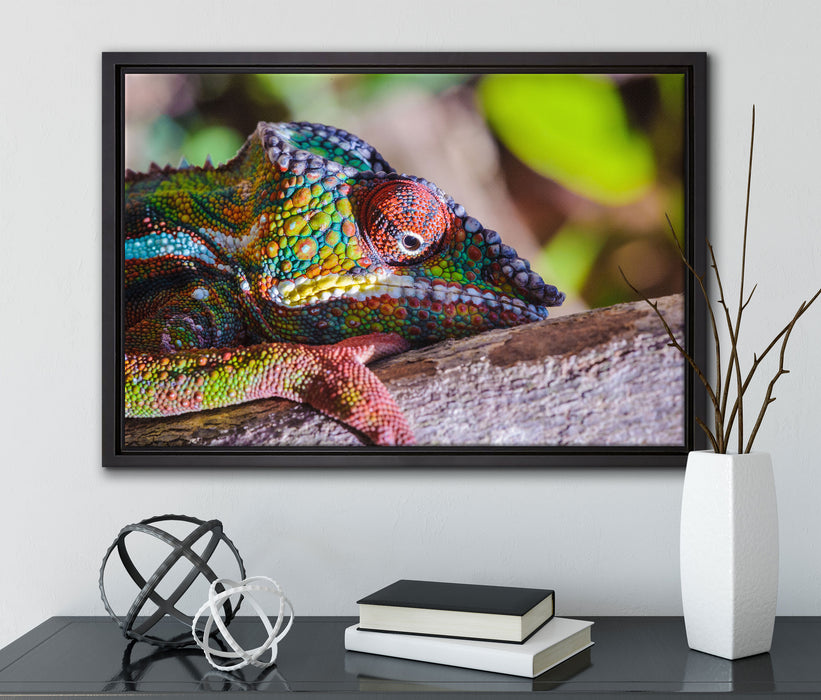 Chamäleon aus Madagaskar auf Leinwandbild gerahmt mit Kirschblüten