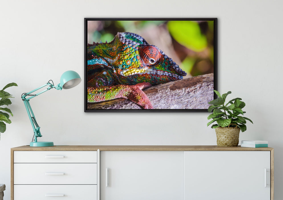 Chamäleon aus Madagaskar auf Leinwandbild gerahmt verschiedene Größen im Wohnzimmer