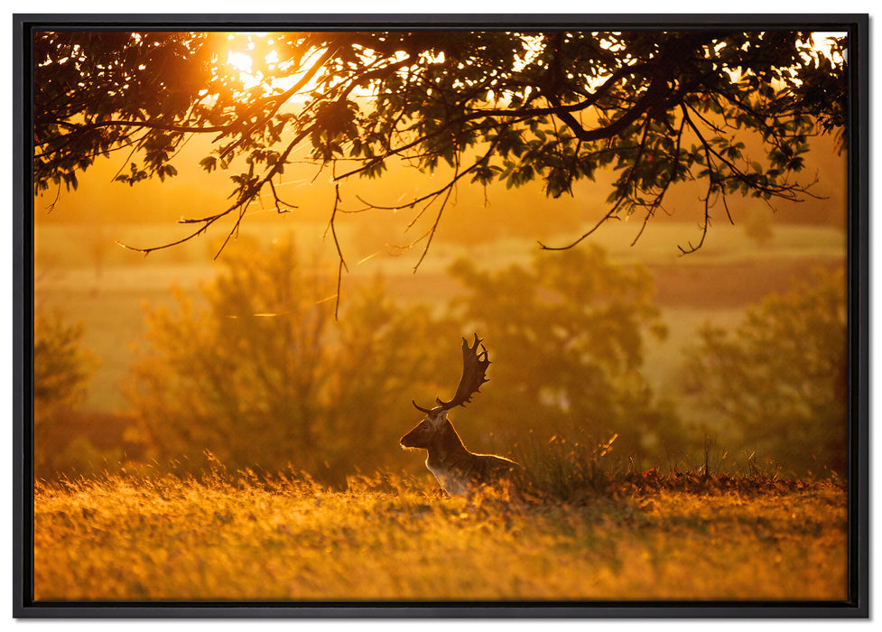 Damhirschbock Herbstmorgen auf Leinwandbild gerahmt Größe 100x70