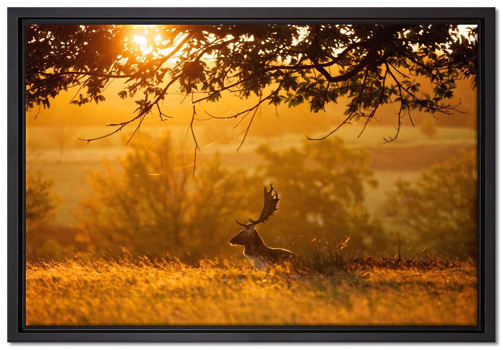Damhirschbock Herbstmorgen auf Leinwandbild gerahmt Größe 60x40