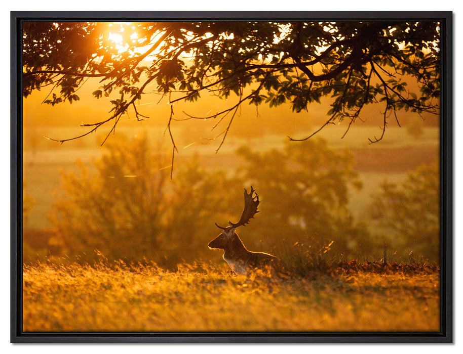 Damhirschbock Herbstmorgen auf Leinwandbild gerahmt Größe 80x60