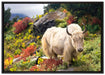 Schönes Yak Himalaya auf Leinwandbild gerahmt Größe 100x70