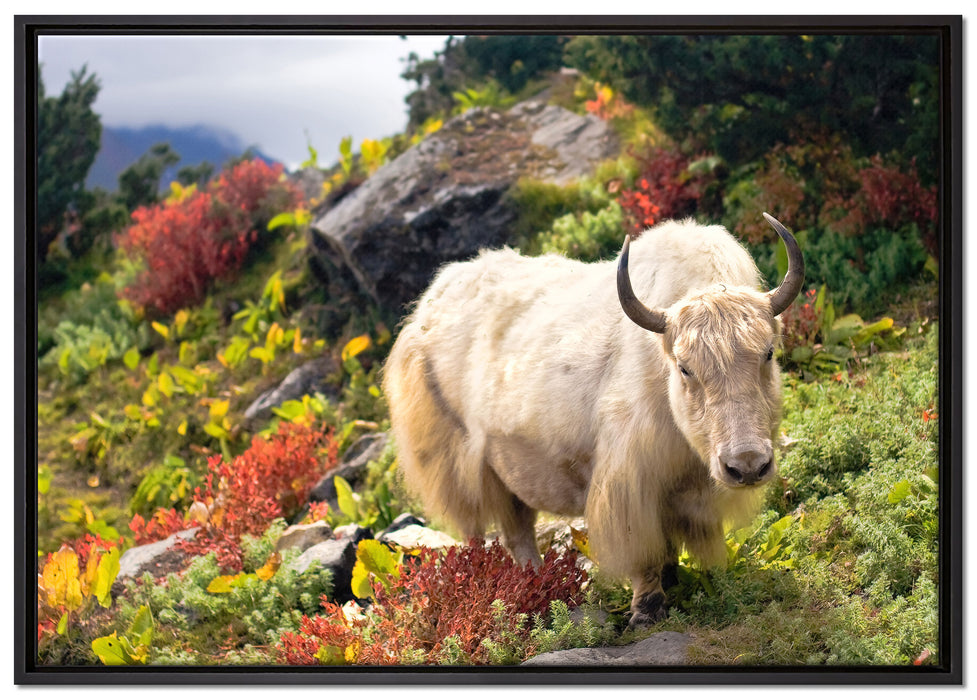 Schönes Yak Himalaya auf Leinwandbild gerahmt Größe 100x70
