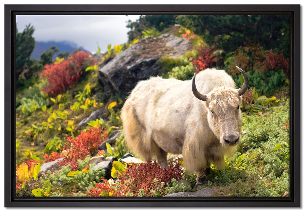 Schönes Yak Himalaya auf Leinwandbild gerahmt Größe 60x40
