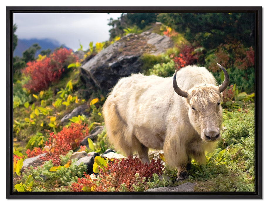 Schönes Yak Himalaya auf Leinwandbild gerahmt Größe 80x60
