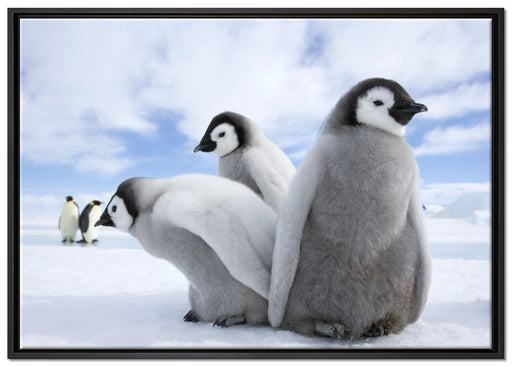 Kaiserpinguin Gruppe auf Leinwandbild gerahmt Größe 100x70