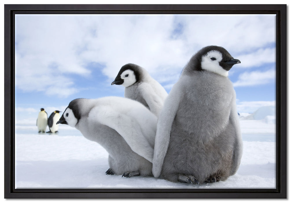 Kaiserpinguin Gruppe auf Leinwandbild gerahmt Größe 60x40