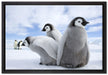 Kaiserpinguin Gruppe auf Leinwandbild gerahmt Größe 60x40