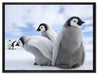 Kaiserpinguin Gruppe auf Leinwandbild gerahmt Größe 80x60