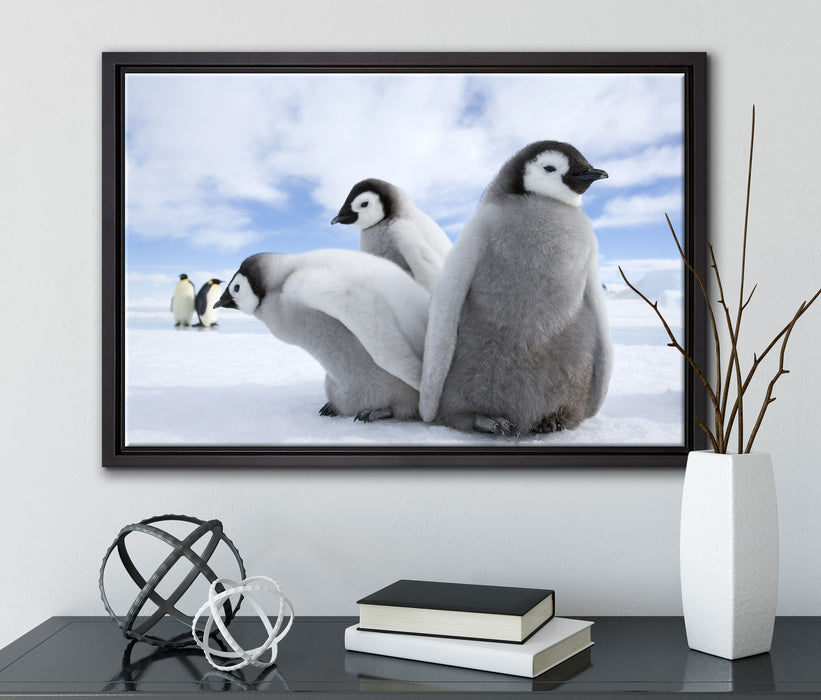 Kaiserpinguin Gruppe auf Leinwandbild gerahmt mit Kirschblüten