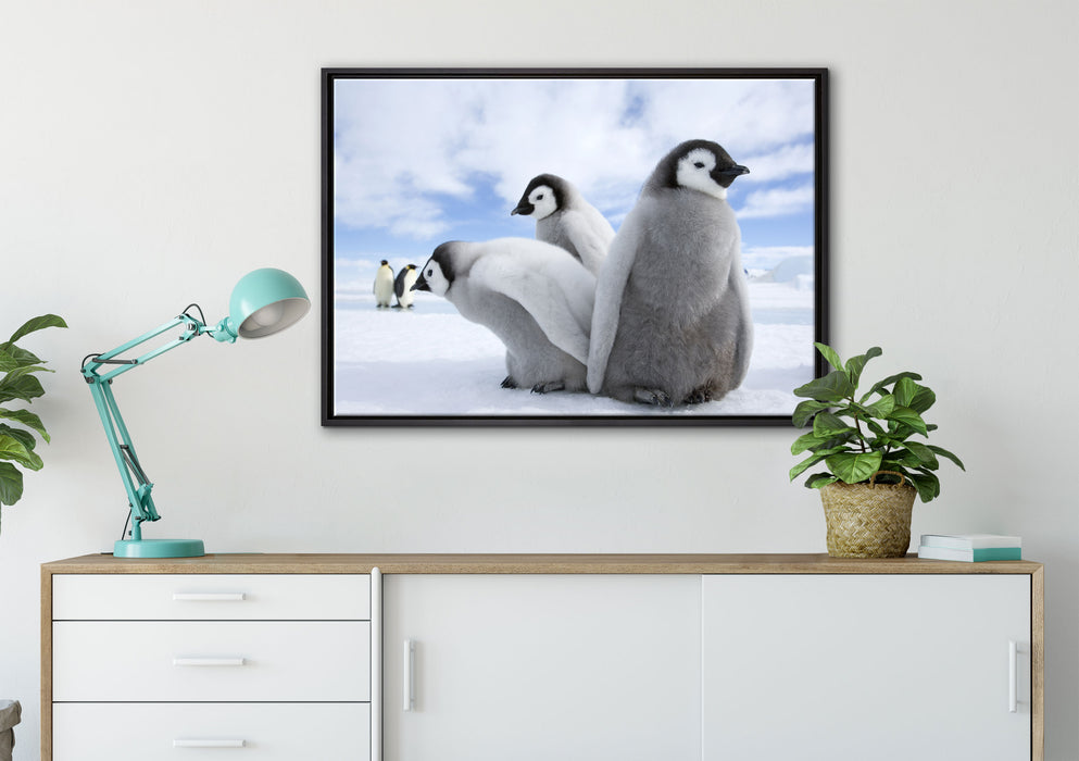 Kaiserpinguin Gruppe auf Leinwandbild gerahmt verschiedene Größen im Wohnzimmer