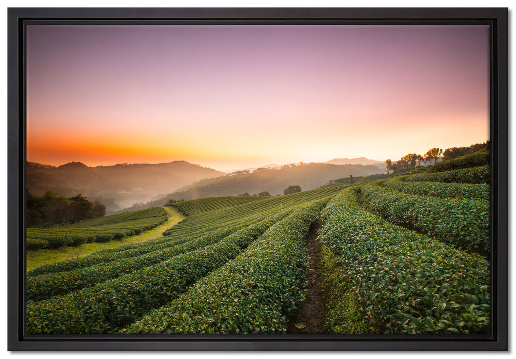 Sonnenaufgang Teeplantage Thailand auf Leinwandbild gerahmt Größe 60x40