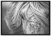 Islandpony in den Westfjorden auf Leinwandbild gerahmt Größe 100x70