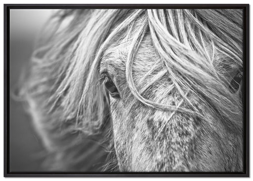 Islandpony in den Westfjorden auf Leinwandbild gerahmt Größe 100x70