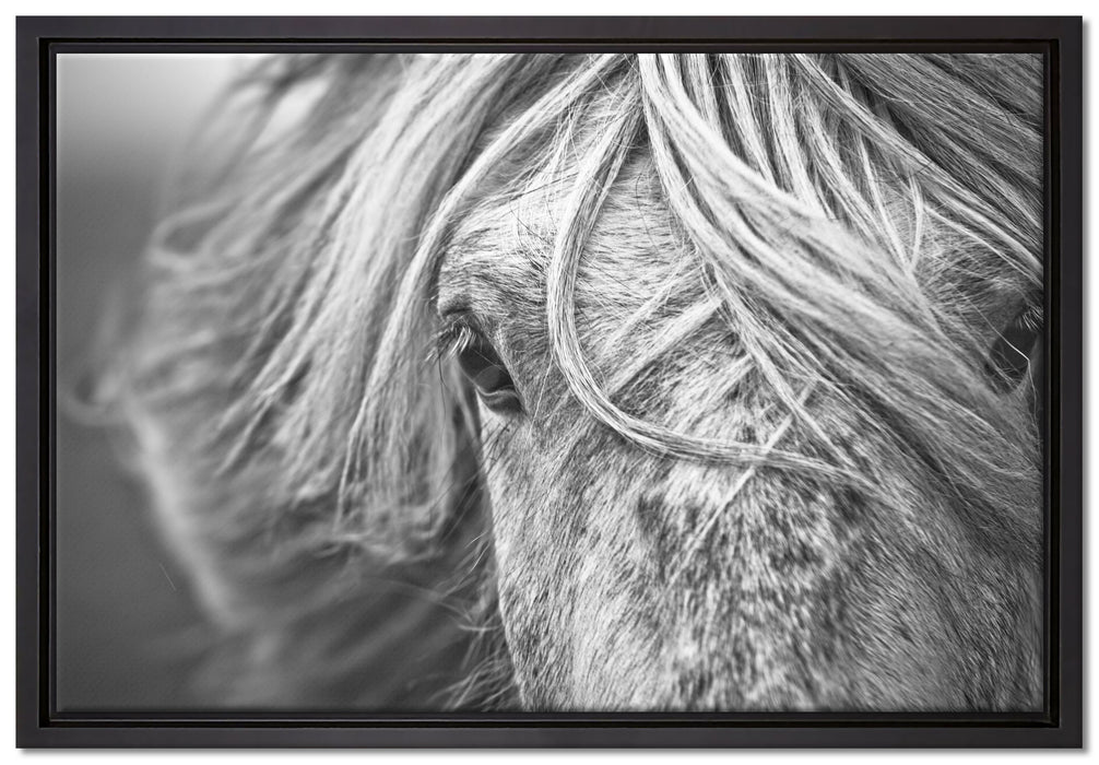 Islandpony in den Westfjorden auf Leinwandbild gerahmt Größe 60x40