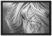 Islandpony in den Westfjorden auf Leinwandbild gerahmt Größe 60x40