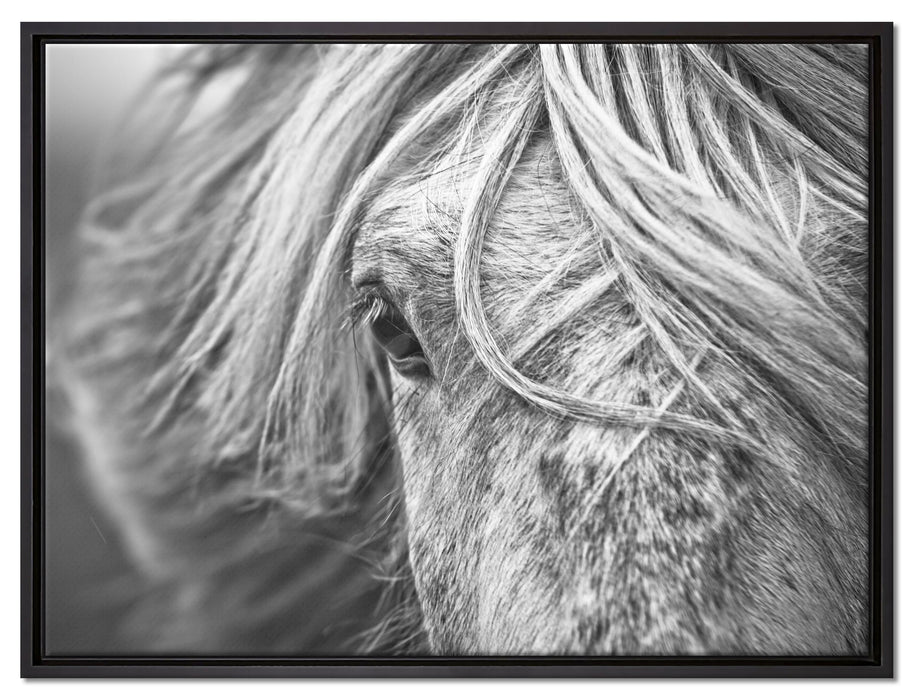Islandpony in den Westfjorden auf Leinwandbild gerahmt Größe 80x60