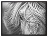 Islandpony in den Westfjorden auf Leinwandbild gerahmt Größe 80x60