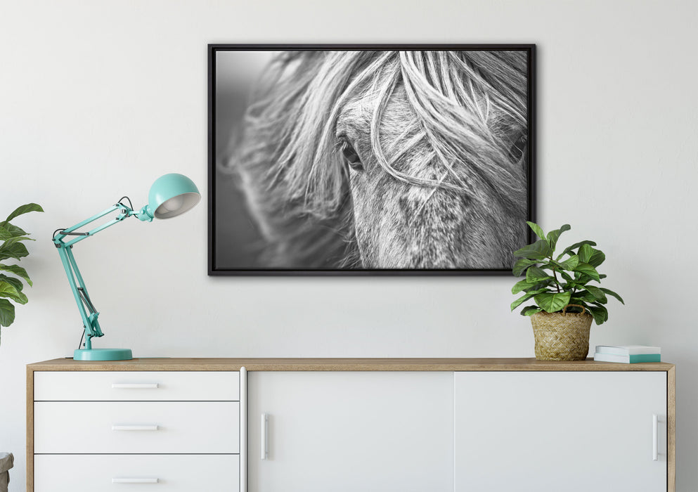 Islandpony in den Westfjorden auf Leinwandbild gerahmt verschiedene Größen im Wohnzimmer