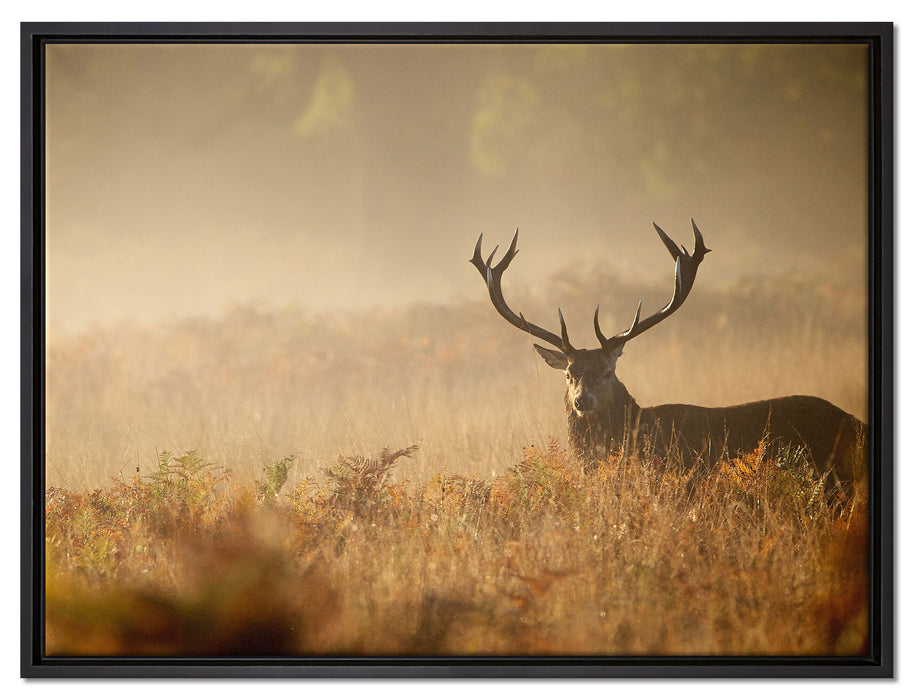 Rotwild Hirsch im Nebel auf Leinwandbild gerahmt Größe 80x60