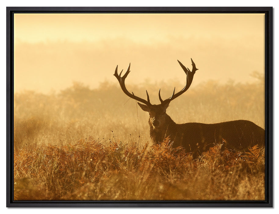Rotwild Hirsch in Abenddämmerung auf Leinwandbild gerahmt Größe 80x60