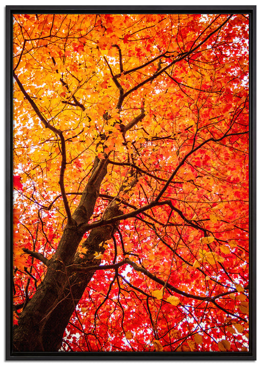 Feurige Herbstblätter auf Leinwandbild gerahmt Größe 100x70