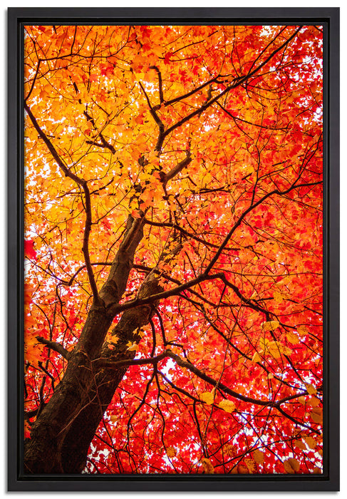 Feurige Herbstblätter auf Leinwandbild gerahmt Größe 60x40