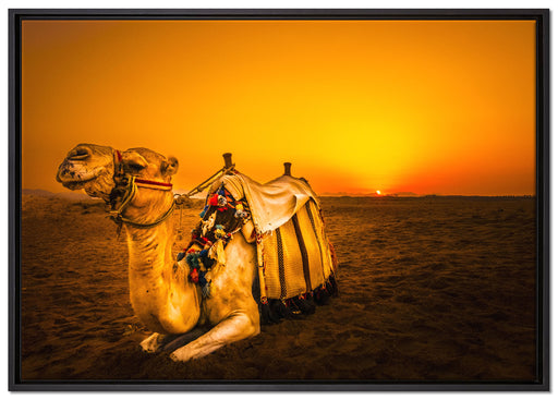 Kamel in Ägypten auf Leinwandbild gerahmt Größe 100x70