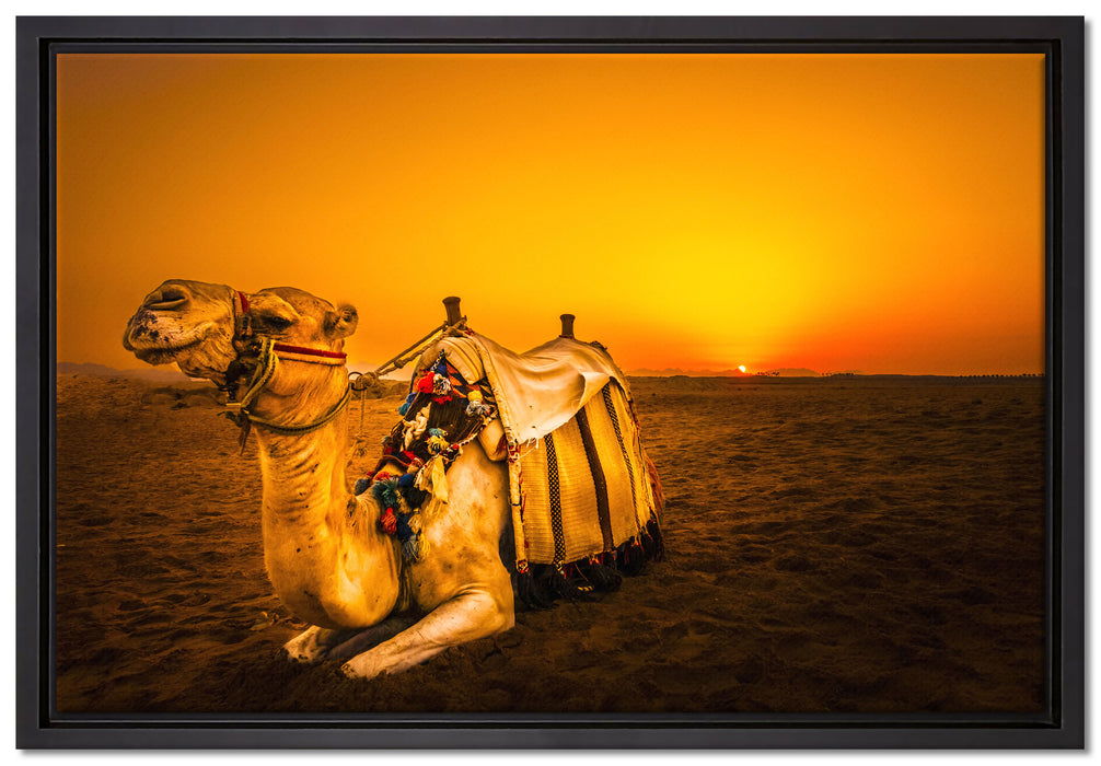 Kamel in Ägypten auf Leinwandbild gerahmt Größe 60x40