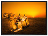 Kamel in Ägypten auf Leinwandbild gerahmt Größe 80x60