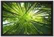 Grüner Bambus auf Leinwandbild gerahmt Größe 60x40
