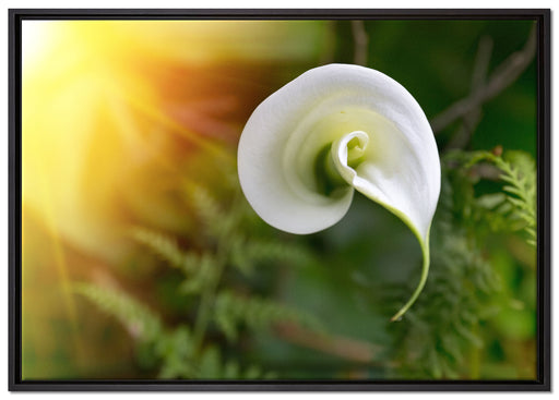 Calla Lilie Blüte auf Leinwandbild gerahmt Größe 100x70