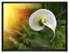 Calla Lilie Blüte auf Leinwandbild gerahmt Größe 80x60