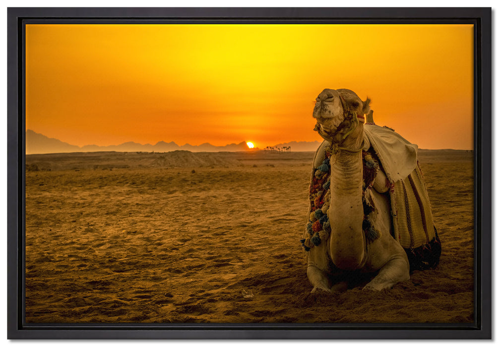 Kamel in Wüste bei Sonnenaufgang auf Leinwandbild gerahmt Größe 60x40