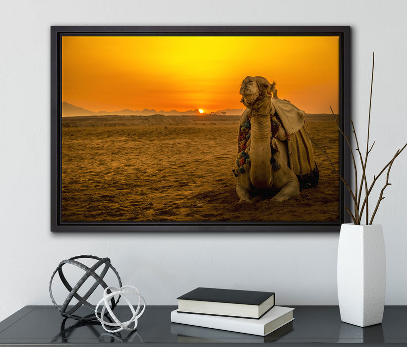 Kamel in Wüste bei Sonnenaufgang auf Leinwandbild gerahmt mit Kirschblüten