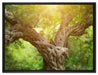 Mächtiger Baum im Wald auf Leinwandbild gerahmt Größe 80x60