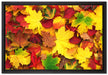 Herbstblätter auf Leinwandbild gerahmt Größe 60x40