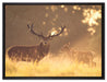 Rotwild im goldenen Morgenlicht auf Leinwandbild gerahmt Größe 80x60