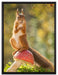 Eichhörnchen auf Fliegenpilz auf Leinwandbild gerahmt Größe 80x60