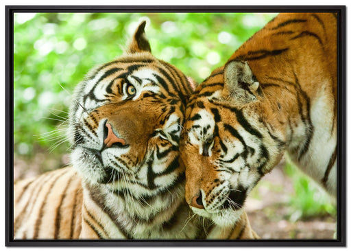 Zwei liebkosende Tiger auf Leinwandbild gerahmt Größe 100x70